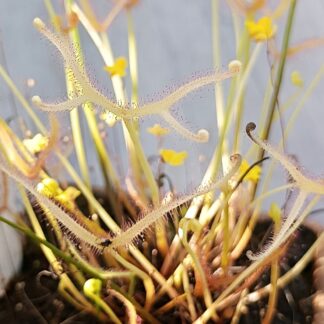 Drosera binata 'Ghost'