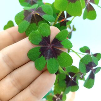 Oxalis tetraphylla (Quadrifoglio della fortuna)