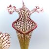 Sarracenia leucophylla [(Franklin Co. x “bocaza”) x “bulbosa”], da seme, esemplari assortiti