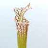 Sarracenia leucophylla (Santa Rosa Co. x self) da seme, esemplari assortiti