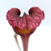 Sarracenia leucophylla (red, L38c MSr) x (x ‘Adrian Slack’), da seme, esemplari assortiti