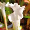 Sarracenia leucophylla var. alba (SL8 CK x self), da seme, esemplari assortiti