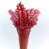 Sarracenia (x ‘Juthatip Soper’) x (x “pink thing”) da seme, esemplari assortiti