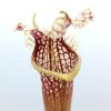 Sarracenia (x areolata, SH07 RVL) x leucophylla var. alba (SL8 CK), da seme, esemplari assortiti