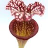 Sarracenia (x “crimson Queen”) x (x ‘Adrian Slack’), da seme, esemplari assortiti