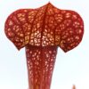 Sarracenia (x excellens) x (x courtii), da seme, esemplari assortiti