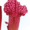 Sarracenia (x mitchelliana) x (x “pink thing”) da seme, esemplari assortiti