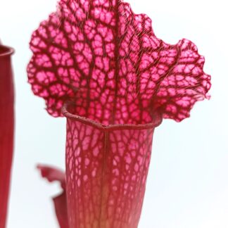 Sarracenia (x mitchelliana) x (x "pink thing") da seme, esemplari assortiti