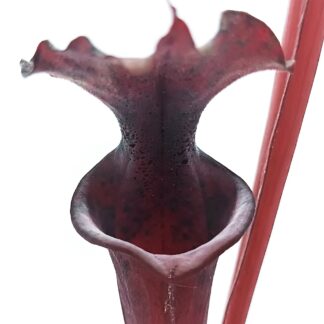 Sarracenia x moorei (red), da seme, esemplari assortiti