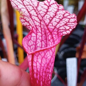 Sarracenia (x "pink thing") x alata var. nigropurpurea (A60 MK), da seme, esemplari assortiti