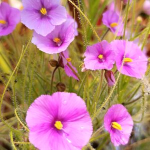 Byblis filifolia (giant form, Pago Region, W.A.)