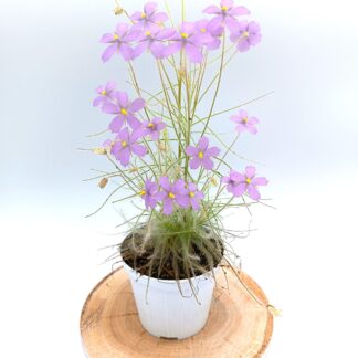 Byblis guehoi (Bobby's Creek, Dampier Peninsula, W.A.)