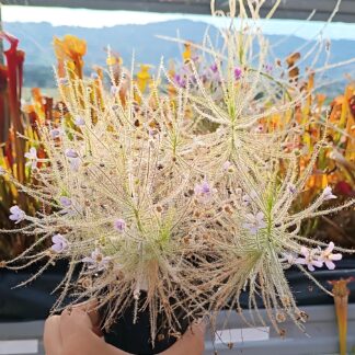 Byblis liniflora (pale flower)