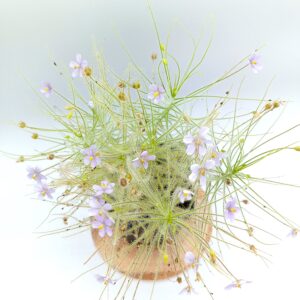 Byblis liniflora (pale flower)