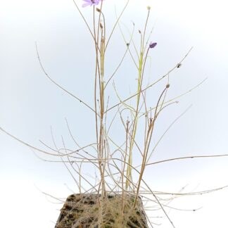 Byblis pilbarana (100km south of Port Hedland, W.A.)