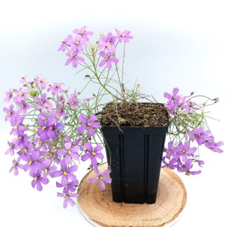 Byblis rorida (Lake Campion, W.A.)