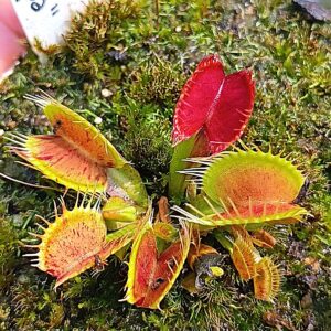Dionaea muscipula "EG Pimpa"