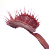 Dionaea muscipula “all red fused”