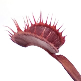 Dionaea muscipula "all red fused"