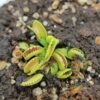 Dionaea muscipula “GJ giant cudo”