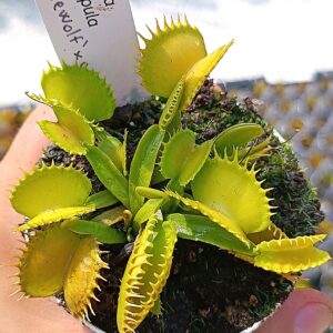 Dionaea muscipula "werewolf x werewolf" (mix di cloni)