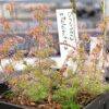 Drosera stolonifera, tubero