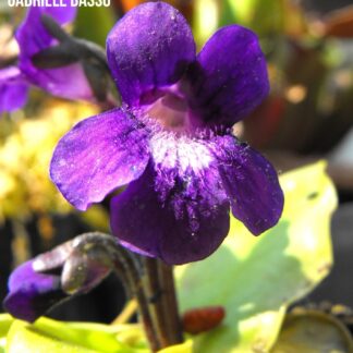 Pinguicula grandiflora