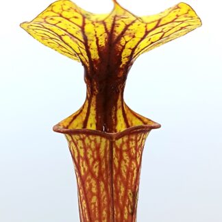 Sarracenia flava var. ornata (F116 MK x F122 MK), da seme, esemplari assortiti