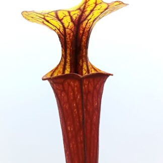 Sarracenia flava (var. rubricorpora/ornata intergrade), da seme, esemplari assortiti