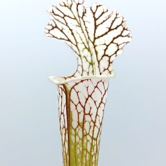 Sarracenia leucophylla (L79 MK x 'HCW' cl. F) da seme, esemplari assortiti