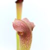 Sarracenia minor (M28 MK) x (x ‘Adrian Slack’) da seme, esemplari assortiti