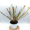 Vaso mix di Sarracenia: una manciata di seedlings