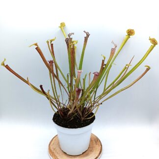 Vaso mix di Sarracenia: una manciata di seedlings