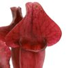 Sarracenia [(x “Leah’s child”) x purpurea] x purpurea subsp. purpurea f. heterophylla, da seme, esemplari assortiti