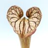 Sarracenia (x “Trinità”) x (x ‘Adrian Slack’), da seme, esemplari assortiti
