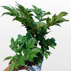 Amorphophallus konjac11