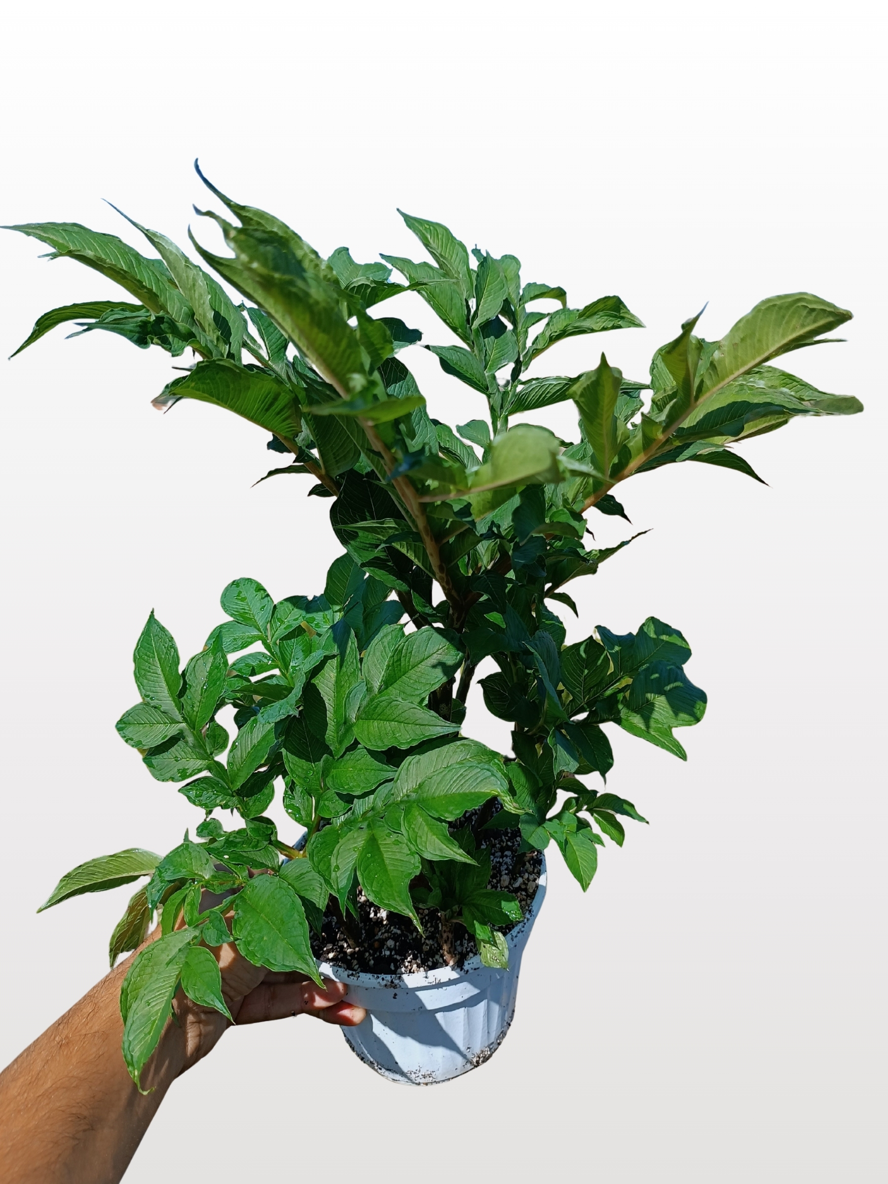 Amorphophallus konjac11