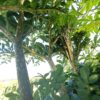 Amorphophallus konjac (Lingua del Diavolo)