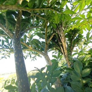 Amorphophallus konjac (Lingua del Diavolo)