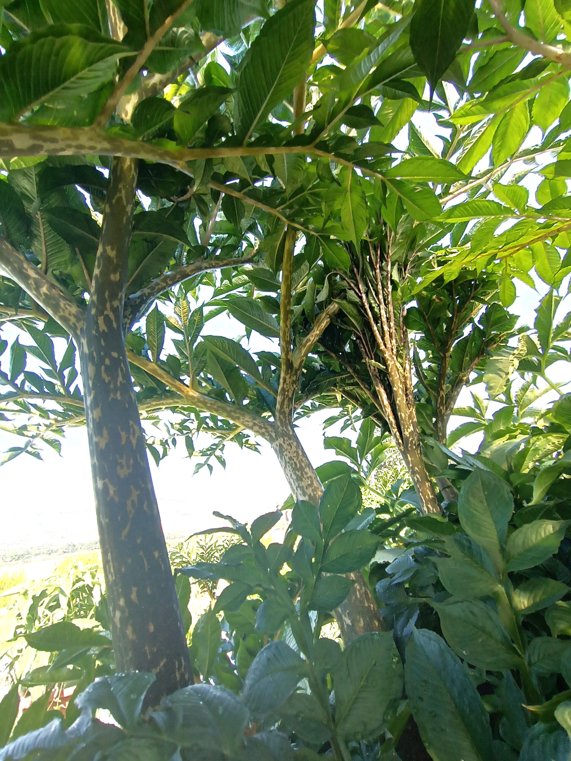 Amorphophallus konjac12