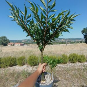 Amorphophallus konjac9