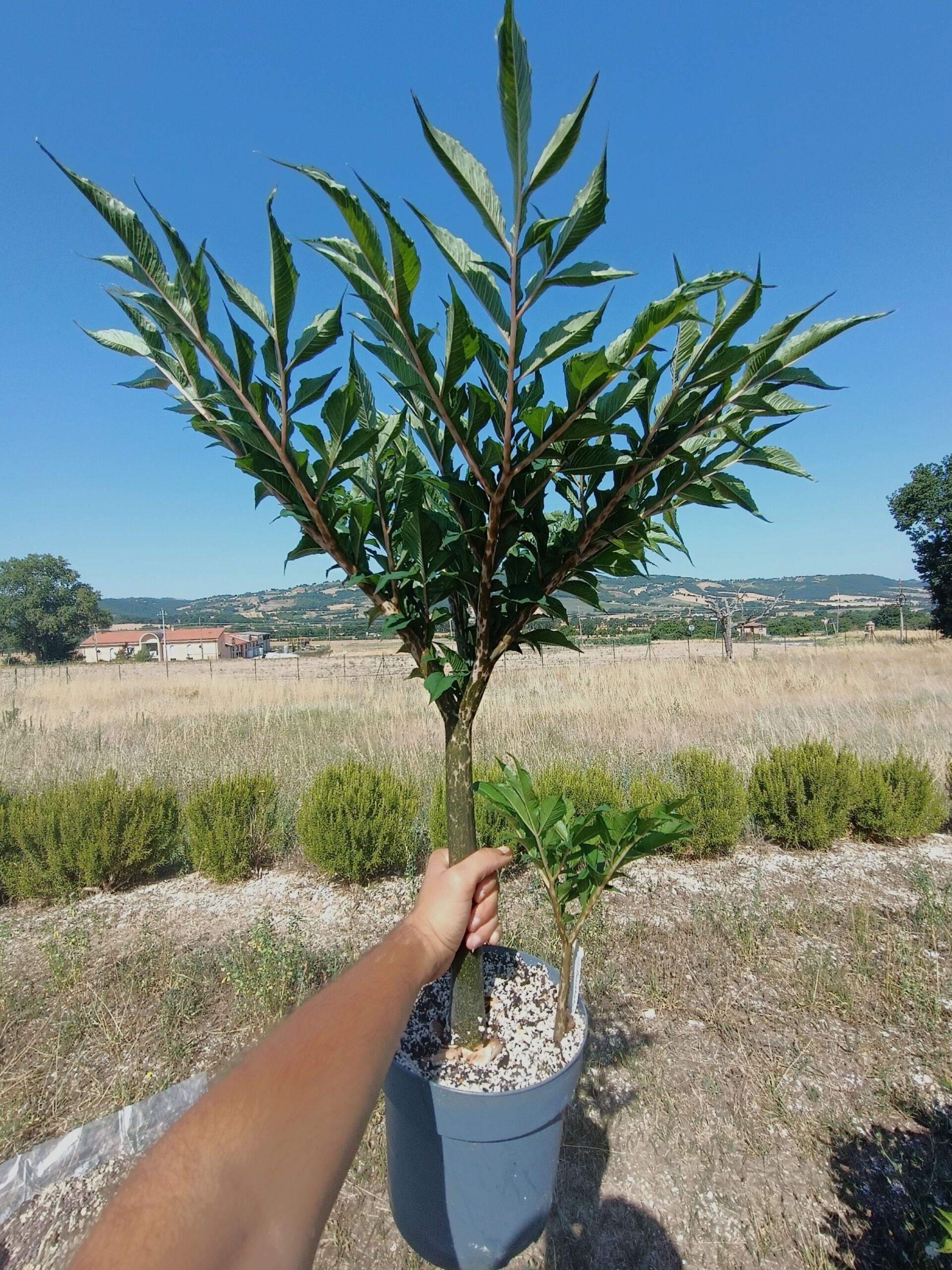Amorphophallus konjac9