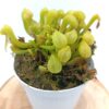 Darlingtonia californica “all green”
