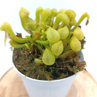 Darlingtonia californica "all green"