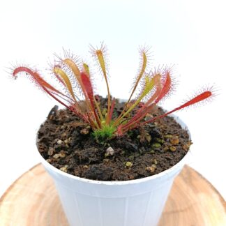 Drosera anglica