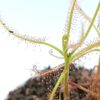 Drosera indica (Vietnam)