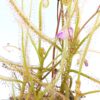 Drosera serpens