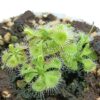 Drosera sessilifolia