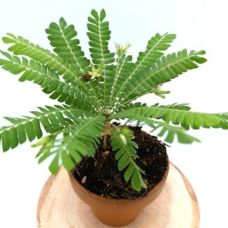 Biophytum sensitivum (pianta sensitiva)