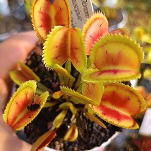Dionaea muscipula "024 Carnivoria"